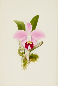Gallery 1 - Lilly Collection of Orchids in Watercolor