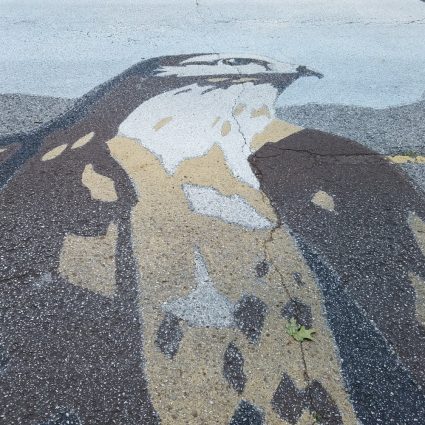 Gallery 2 - Red-Tailed Hawk Pavement Painting