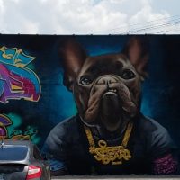 Gallery 4 - Frenchie