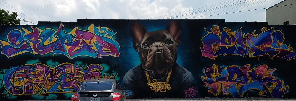 Gallery 4 - Frenchie