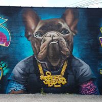 Gallery 2 - Frenchie