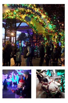 Gallery 1 - Christmas at the Zoo