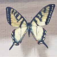 Gallery 2 - Shadowbox Butterflies