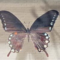 Gallery 3 - Shadowbox Butterflies