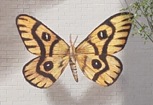 Gallery 4 - Shadowbox Butterflies