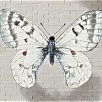 Gallery 5 - Shadowbox Butterflies