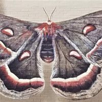 Gallery 6 - Shadowbox Butterflies