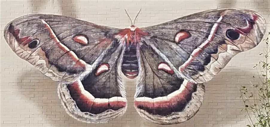 Gallery 6 - Shadowbox Butterflies
