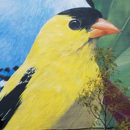 Gallery 3 - Birds of Indiana