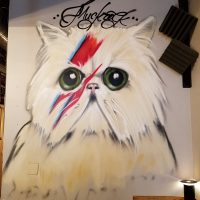 Gallery 1 - Bowie Kitty