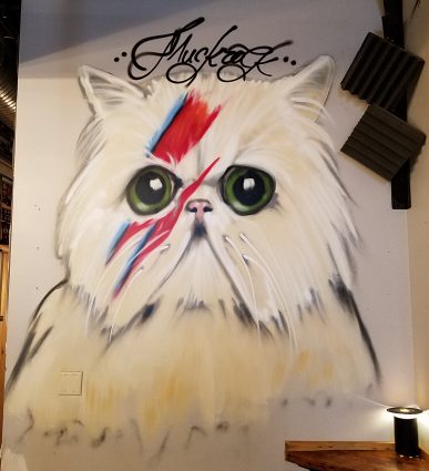 Gallery 1 - Bowie Kitty