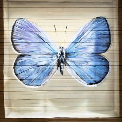 Gallery 2 - Papillons