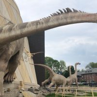 Gallery 3 - The Children's Museum Dinosaurs